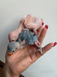 Parrocchetto dal collare cacatua roseicapilla caic