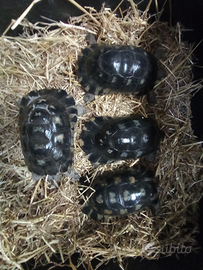 Tartarughe di terra marginataa anno 2012