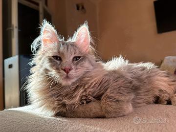 Gattina di razza Angora Turco - Bibita