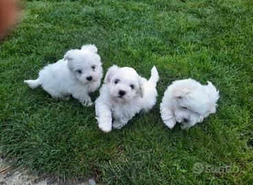 Maltese toy