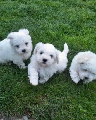 Maltese toy