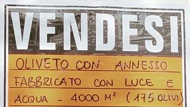 Terreno ad oliveto con annesso agricolo