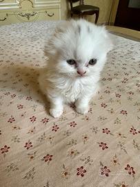 Gattino scottish fold