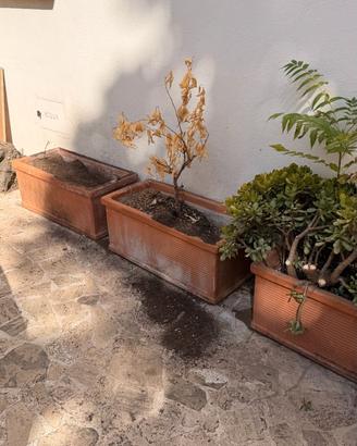 5 vasi / fioriere di terracotta a Roma Centro