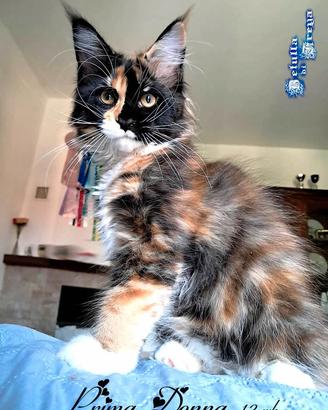 Splendide cucciole razza maine coon