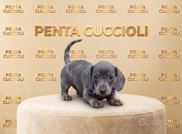 BASSOTTO NANO TEDESCO CUCCIOLI BLU - pag rateale