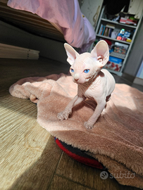 Cuccioli gatto sphinx