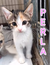 gattina tricolore, cucciola di gatto di 2 mesi