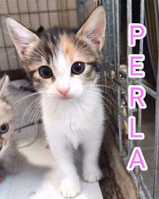 gattina tricolore, cucciola di gatto di 2 mesi