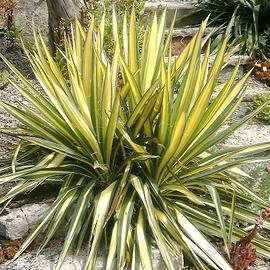pianta yucca Golden sword RADICI VIVE
