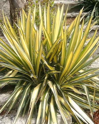 pianta yucca Golden sword RADICI VIVE