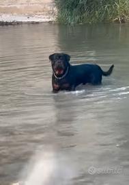 rottweiler per monta
