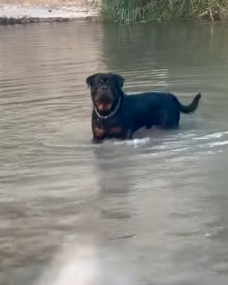 rottweiler per monta