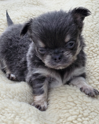 Chihuhuahua