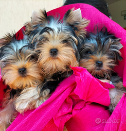 Cuccioli di yorksheire terrier toy