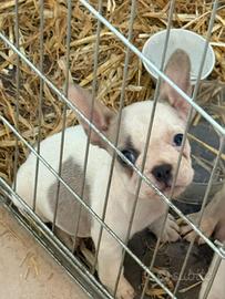 Bulldog francese femmina 2 mesi