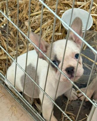 Bulldog francese femmina 2 mesi