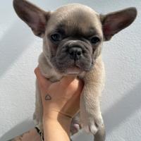 Bulldog Francese Cuccioli Esotici