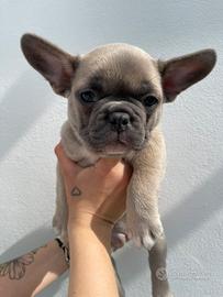 Bulldog Francese Cuccioli Esotici
