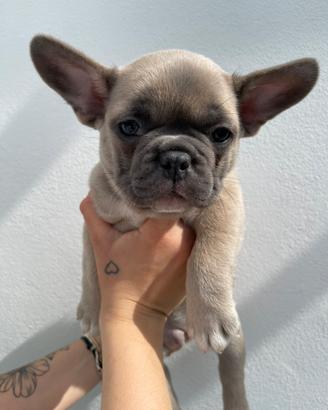 Bulldog Francese Cuccioli Esotici