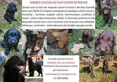 Flat coated retriever cuccoli 08-01-25