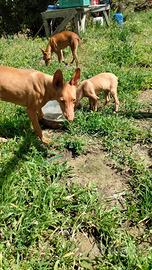 Cucciolo Cirneco dell'Etna
