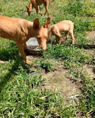 Cucciolo Cirneco dell'Etna