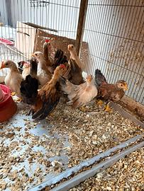 Galline ornamentali