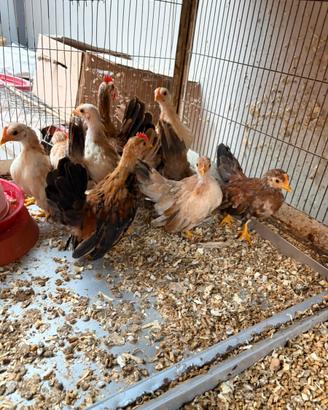 Galline ornamentali