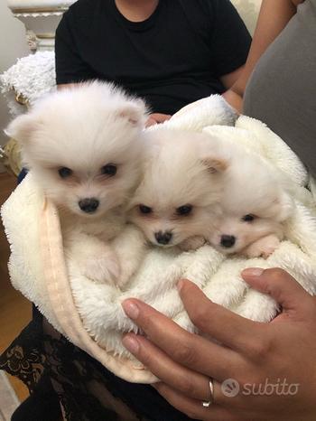 Spitz Pomerania cuccioli fulvi
 in vendita a Pavia