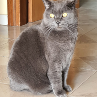 Gatto simil British