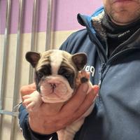 Bouledogue francese cucciola femmina con pedigree