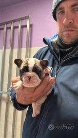 Bouledogue francese cucciola femmina con pedigree