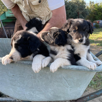 Cuccioli border collie