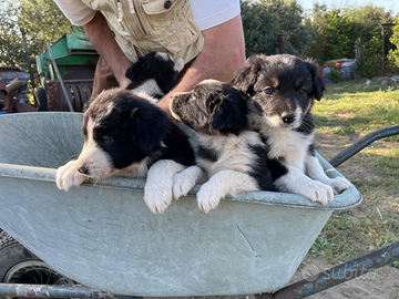 Cuccioli border collie