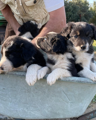 Cuccioli border collie