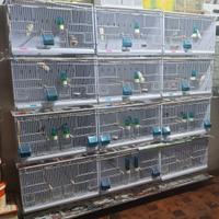 Gabbie uccelli come nuova