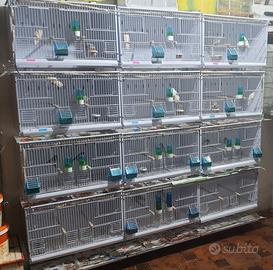 Gabbie uccelli come nuova