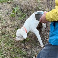 Lagotto romagnolo