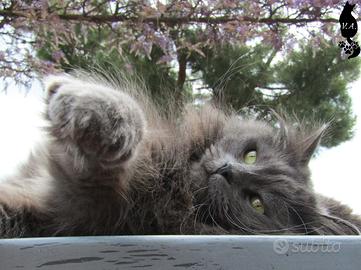 Gatto siberiano accoppiamento - monte