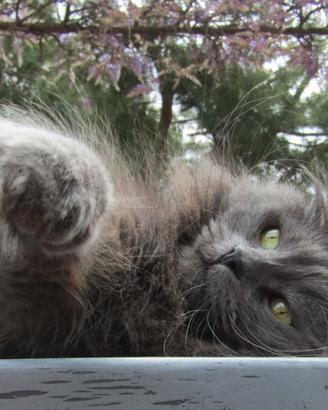 Gatto siberiano accoppiamento - monte
