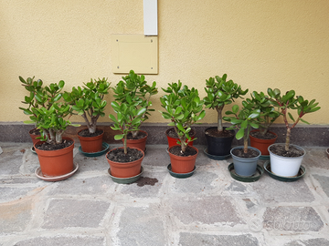 Crassula Ovata o Albero di Giada