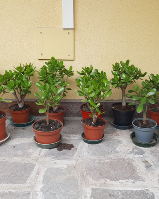 Crassula Ovata o Albero di Giada