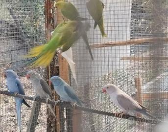 Parrocchetti dal collare