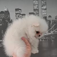 Spitz pomerania con pedigree ENCI