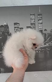 Spitz pomerania con pedigree ENCI