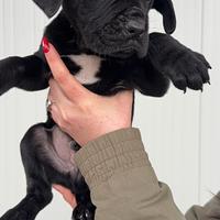 Cuccioli di cane corso