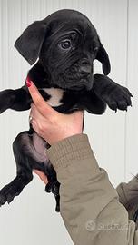 Cuccioli di cane corso