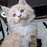 Maine Coon Cuccioli gatti XL