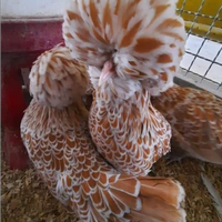 Galline padovane e olandesi nane